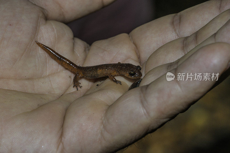 Ensatina eschscholtzii(俗称它的属名，Ensatina)。蒙特利，蒙特利，蒙特利。